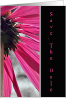 Save the Date-Pink Cone flower card