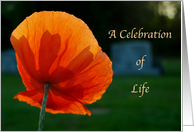 Orange Poppy-Celebration of Life Memorial Invitation card