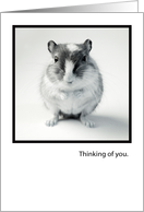 Thinking of You, Tiny Gerbil Greetings card