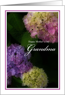 Happy Mother’s Day Grandma, Painted Hydrangea Flowers card