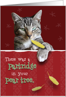 Humorous Naughty Cat Christmas Card