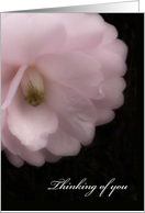Thinking of You, Pink Camellia Blank Card