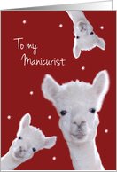 Manicurist, Warm Fuzzy Llama Christmas card