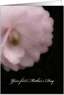 First Mother’s Day, Pink Camellia Flower card