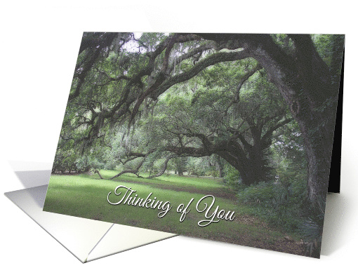 Thinking of You, Spanish Moss on Live Oaks card (1509986)