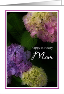 Happy Birthday Mom, Pretty Hydrangia Card