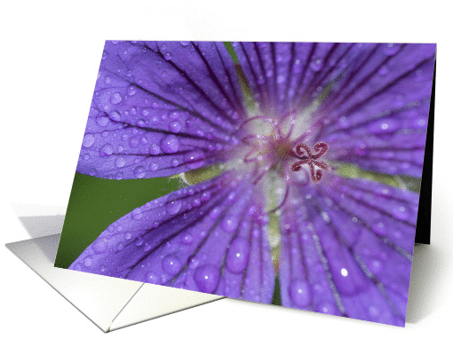Macro of purple flower - Blank generic card for any occasion card