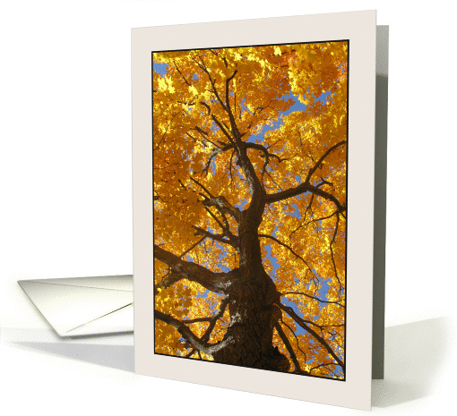 Acer Saccharum, Looking Up Sugar Maple in Fall card (865306)