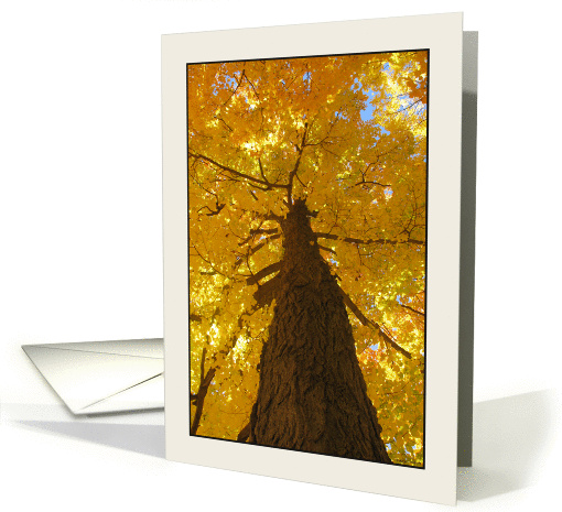 Yellow Acer Saccharum, Straight Sugar Maple Trunk in Fall card
