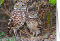 Burrowing Owls card