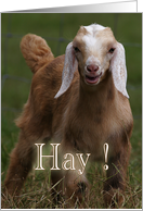 HAY! Miss You, Cute Baby Goat card