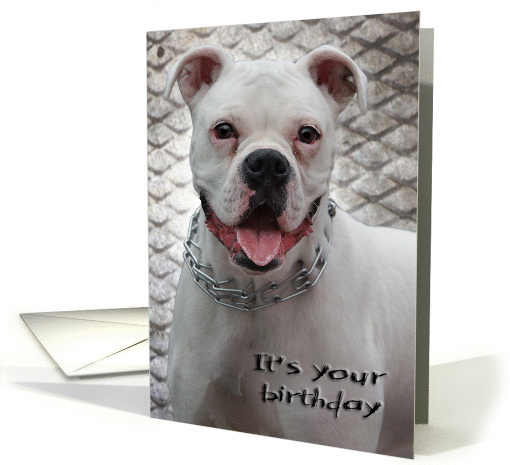 It's your birthday card (836501)