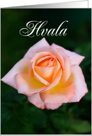 Hvala means Thank You in Slovenian, Peach Rose card