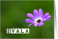 Hvala means Thank You in Slovenian card
