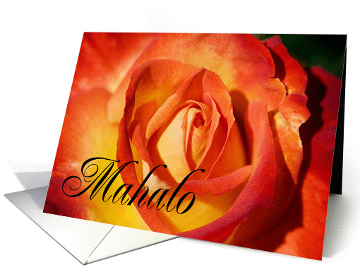 Mahalo means Thank You in Hawaiian - Close up of Orange Rose card