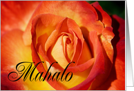 Mahalo means Thank You in Hawaiian - Close up of Orange Rose card