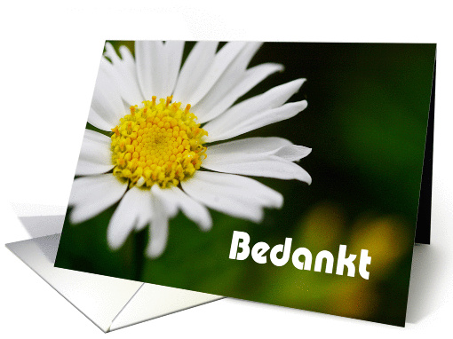 Bedankt means Thank You in Dutch - Macro of white daisy card (845050)