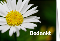 Bedankt means Thank You in Dutch - Macro of white daisy card