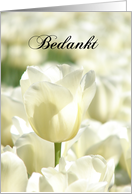 Bedankt means Thank You in Dutch White Tulips card