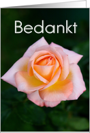 Bedankt means Thank You in Dutch - Light Peach Rose card