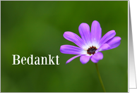 Bedankt means Thank You in Dutch Purple Daisy card