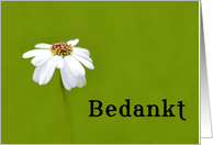 Bedankt means Thank You in Dutch White Daisy card