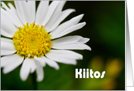 Kiitos means Thank you in Finnish - Close up of white daisy card