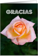 Gracias means Thank You in Spanish - Peach color rose card