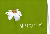 Thank You in Korean մϴ Kamsa hamnida - White daisy card