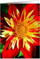 Joyful Red & Yellow Floral card