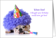 Birthday for Anyone Cute Bulldog Ready to Party card
