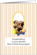 Congratulations on Litter of Great Dane Puppies card