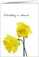 Birthday in March Daffodil Birth Month Flower Yellow Daffodils card