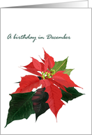 Birthday in December Poinsettia Birth Month Flower Poinsettias card