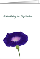 Birthday in September Morning Glory Birth Month Flower card
