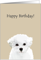 Birthday Sketch Of A Cute Bichon Frise Puppy card