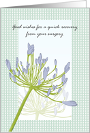 Get Well From Surgery Sketch Of Agapanthus Flowers card