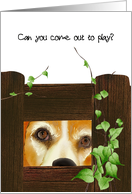 Dog Looking Through Hole In Fence Come Out To Play Feel Better card