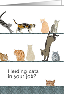 Employee Encouragement Herding Cats Cats Pouncing Sitting Around card