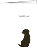 Thinking Of You Away At College From Pet Dog Sitting Alone card