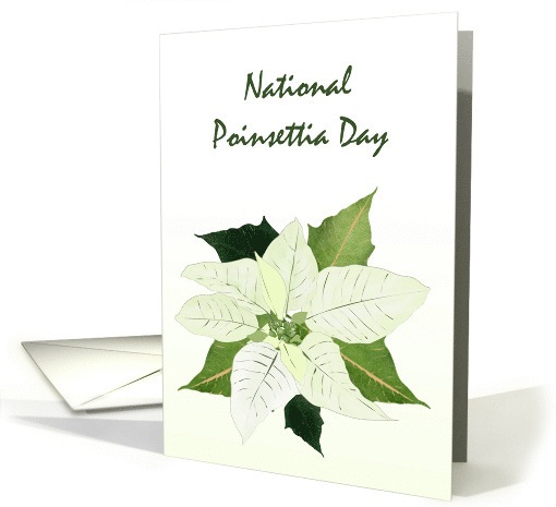 National Poinsettia Day White Poinsettia Bloom card (1458456)