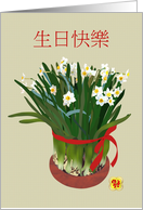 Birthday in Chinese Flowering Narcissi Tied with Deep Pink Ribbon card