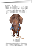 Doctor Retirement Dachshund with Stethoscope Slung Round its Neck card