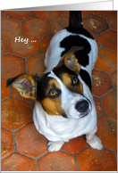 Encouragement A Dog’s Eyes Say It All Cute Jack Russell card