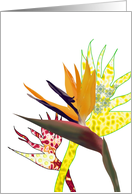Exotic Bird of Paradise Flower Blank card