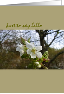 Hello and Hi There Flowering Cherry Blank card