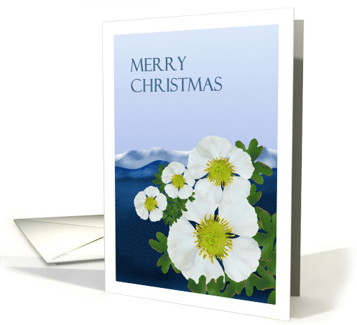 Pyrenees France Christmas Glacier Buttercup Arctic Alpine Flower card