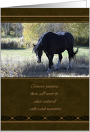 Pet Sympathy Loss of Horse card