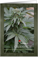 Weed Season’s Greenings - Marijuana Christmas card