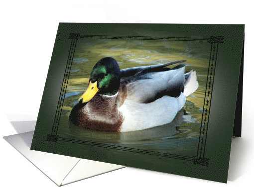 Happy Birthday ~ Mallard Swimming in Creek card (893997)